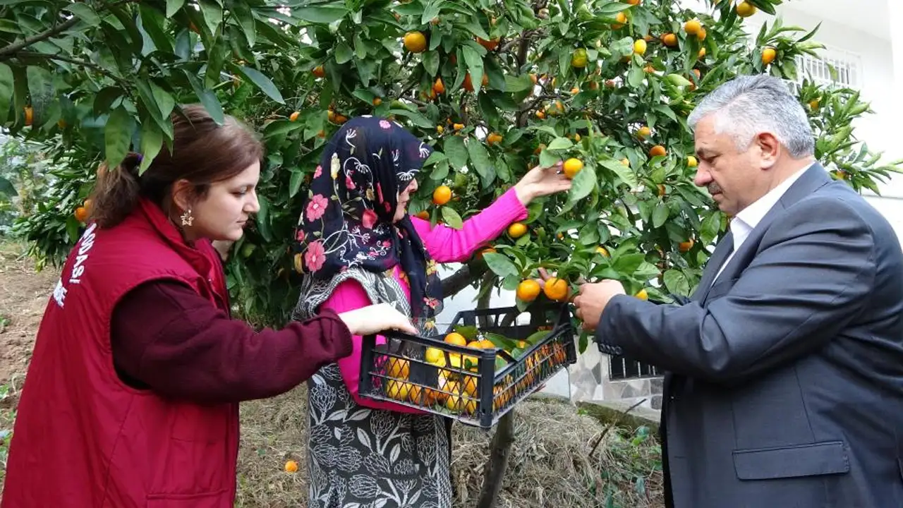 Ordu’da narenciye hasadı başladı: Mandalina, portakal ve limon üretimi artıyor
