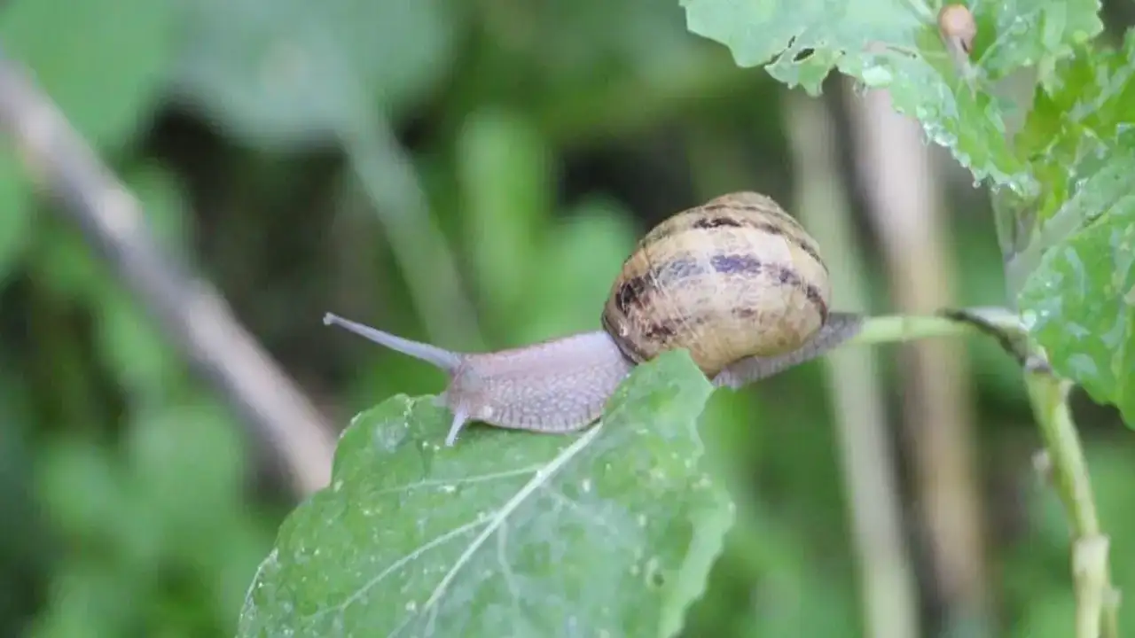Trabzon’da üretilen Salyangoz Havyarı dünyada 3 bin Euro’ya alıcı buluyor