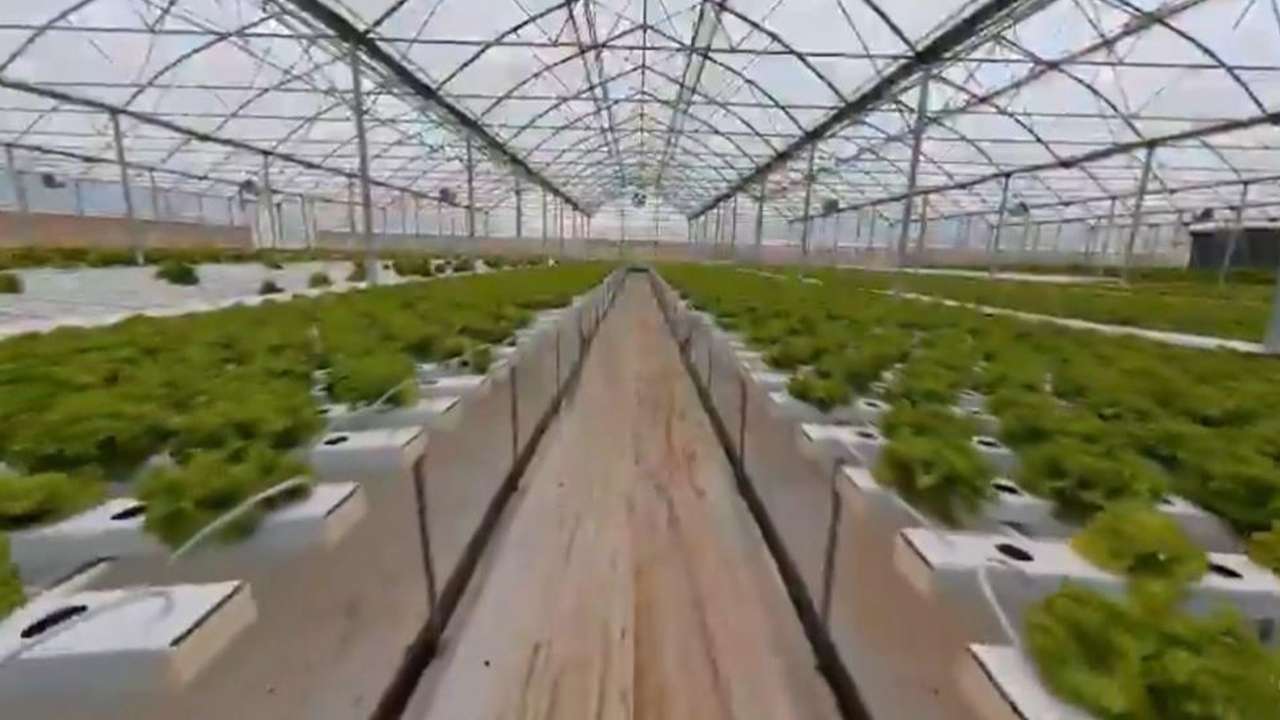 Bafra sera OSB’de topraksız tarım büyüyor: 1.500 kişiye istihdam