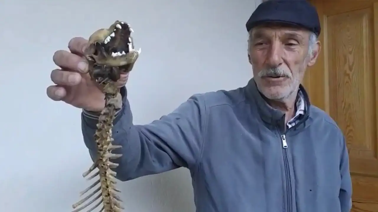 Artvin Yusufeli’nde gizemli keşif: 55 cm’lik yırtıcı hayvan iskeleti bulundu