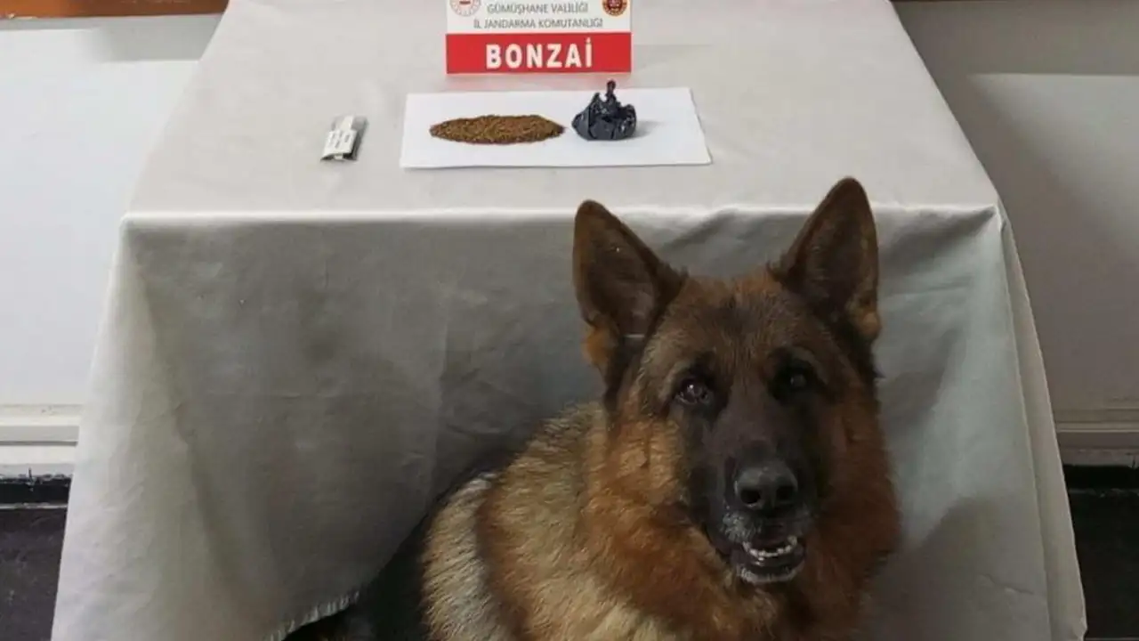 Gümüşhane’de jandarmadan uyuşturucu operasyonu: 2 gözaltı