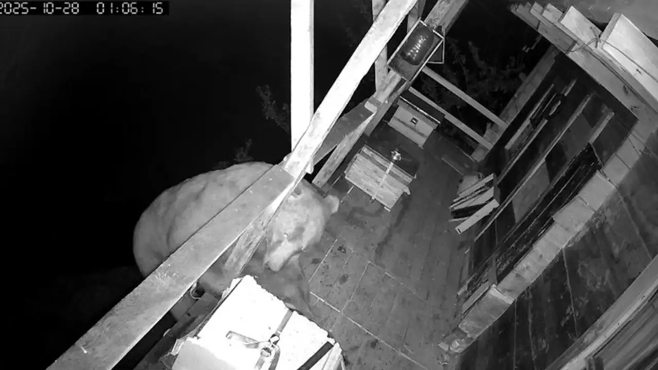 Trabzon'da ayı, bir evin balkonunu iki gün üst üste bastı: Balları afiyetle yedi