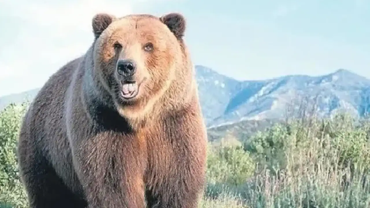 Rize’de köylere kadar inen ayı için mücadele amaçlı av başlıyor