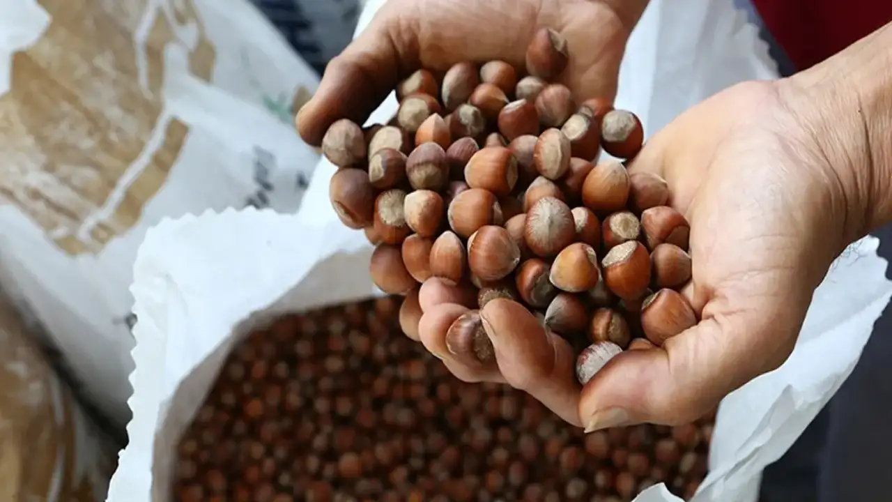 Fındık ihracatı ilk üç ayda 547 milyon doları aştı
