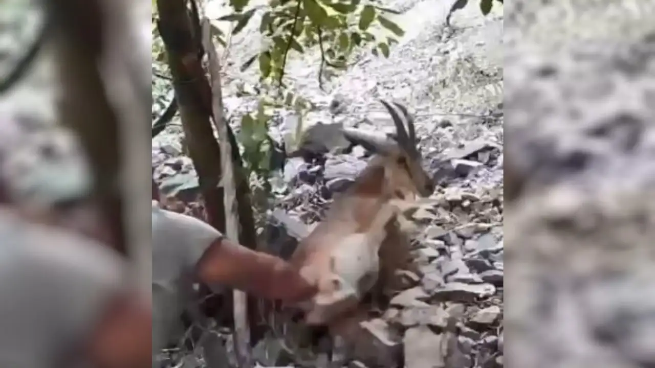 Artvin’de bahçede uyuyan yaban keçisi, “Kalk kızım” sesiyle kaçtı