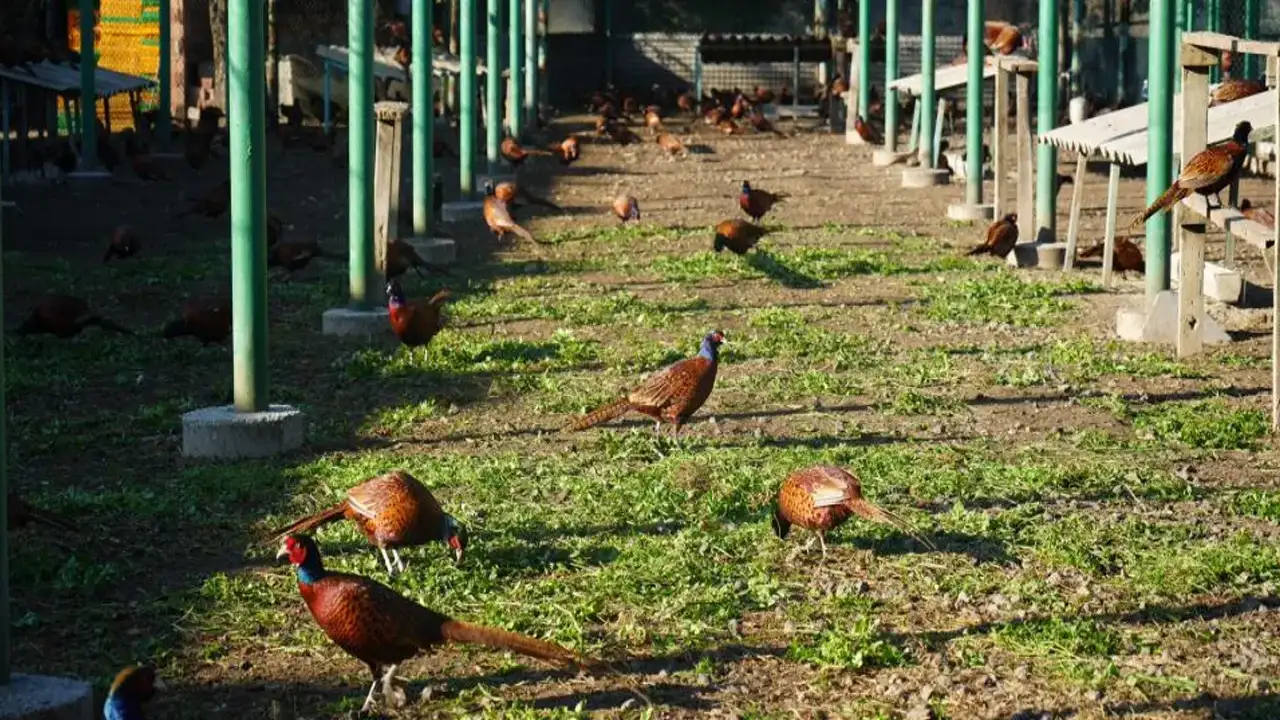 Samsun’da 3 bin sülün doğaya salındı: Kahverengi kokarcaya karşı “Doğal Savaşçılar” iş başında