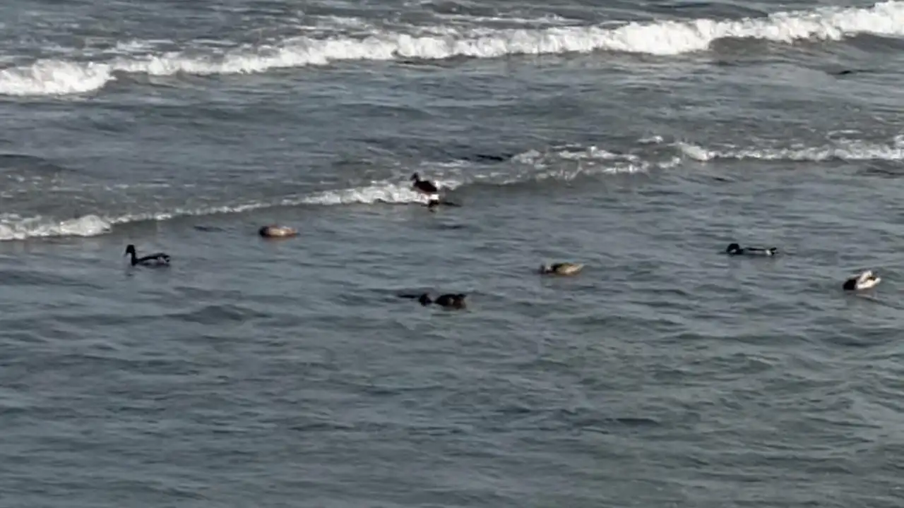 Ordu'dan sevimli görüntüler: Yaban ördekleri denizde yüzüp havalandı