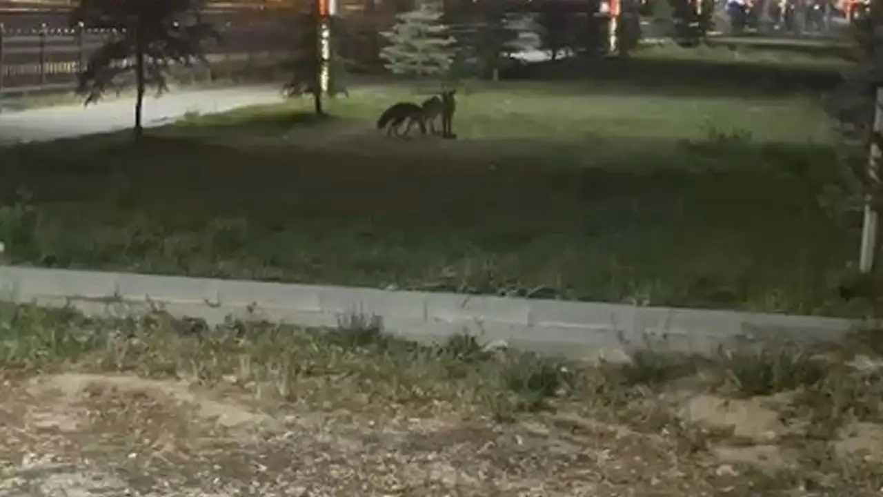 Bayburt’ta gece sürprizi: İki Tilki şehir merkezinde oyun oynadı