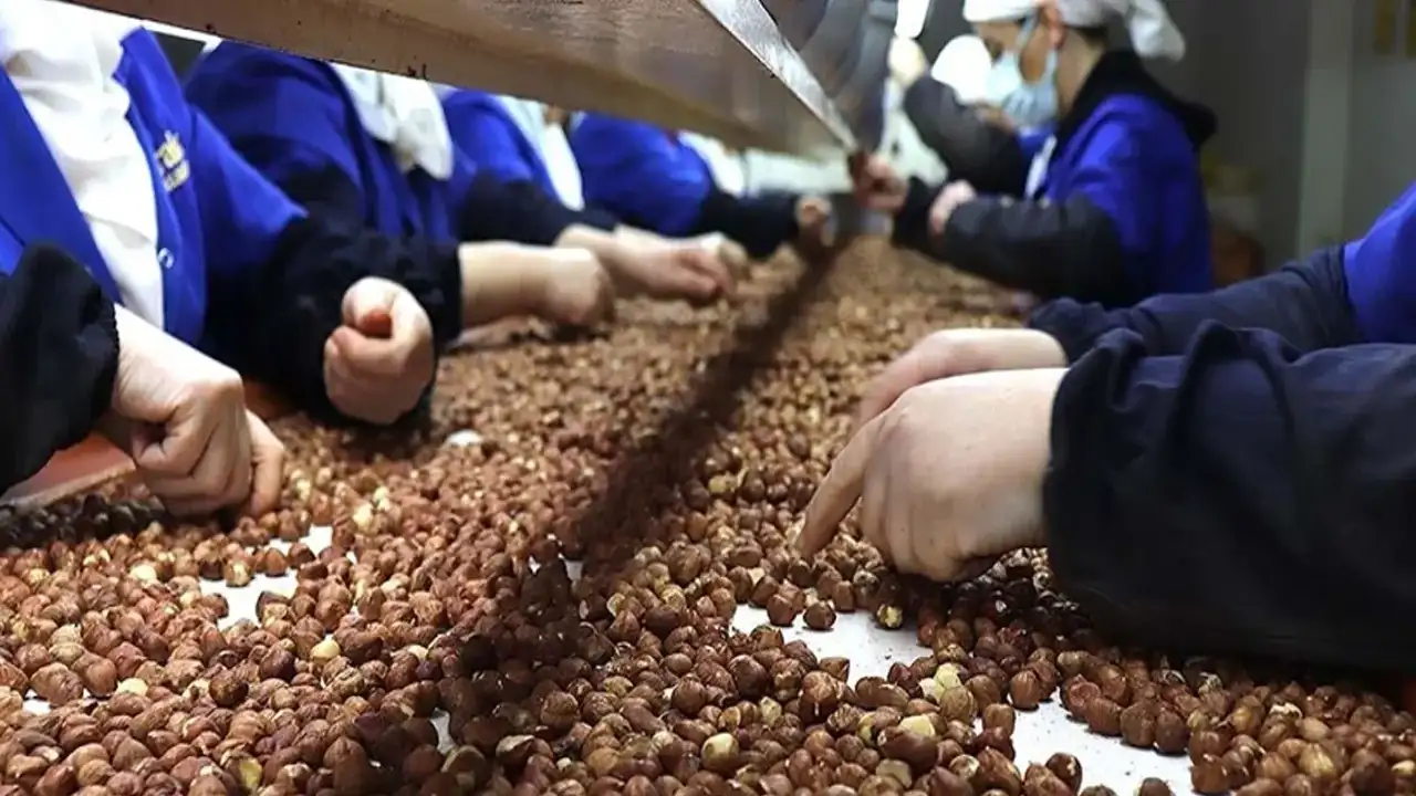 Trabzon’un fındık ihracatında düşüş yaşandı : Rakamlar açıklandı