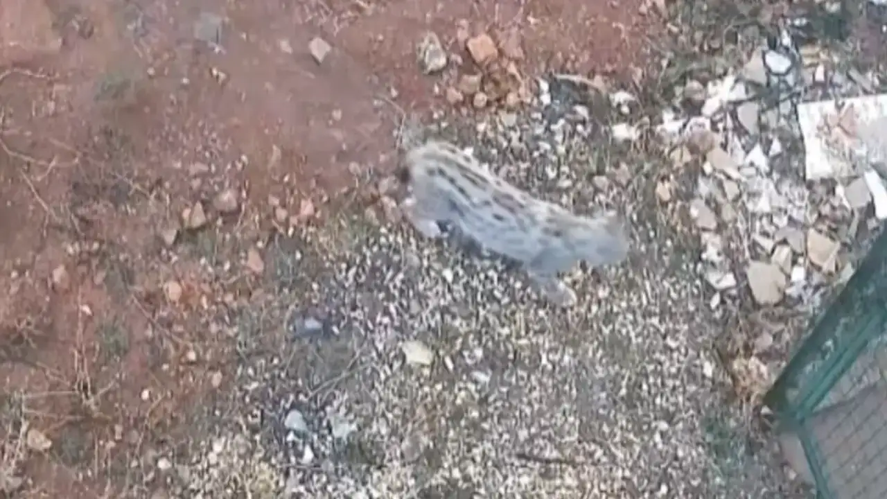 Bayburt'ta vaşak yerleşim yerine indi, güvenlik kamerasına yansıdı