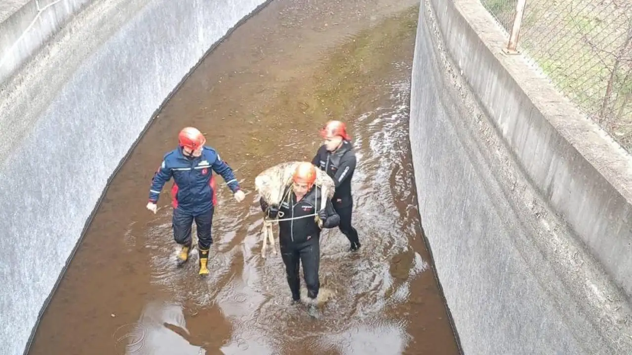 Ordu’da insanlık dersi: Mahsur kalan karacayı omzunda taşıyarak kurtardı