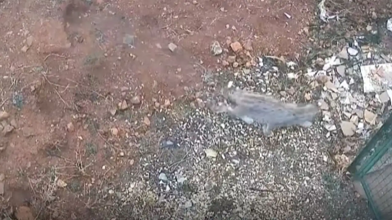 Bayburt’ta nadir görüntü: Vaşak kameralara böyle yakalandı