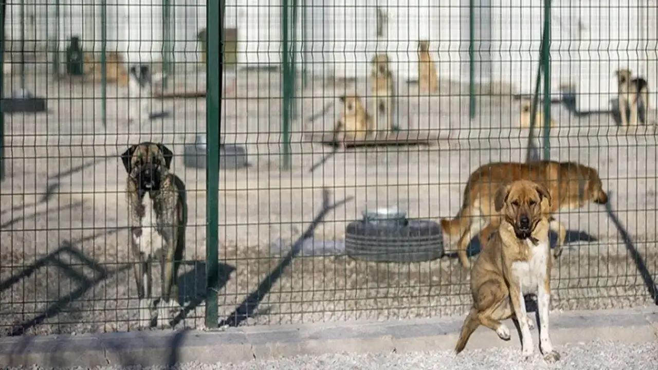 Trabzon’da sokak hayvanları için önemli adım: 17 ilçe birliğe katıldı