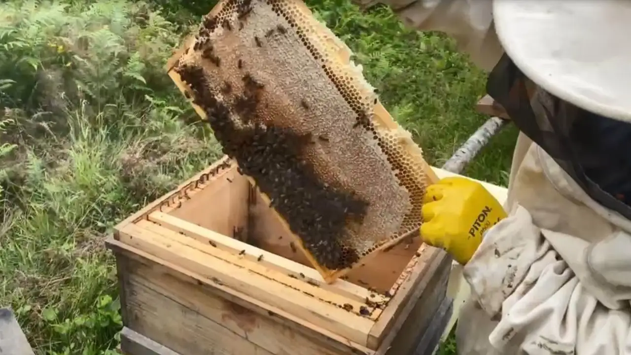 Artvin’de bal üretimi ve markalaşma atağı: Türkiye ve dünya pazarına açılacak