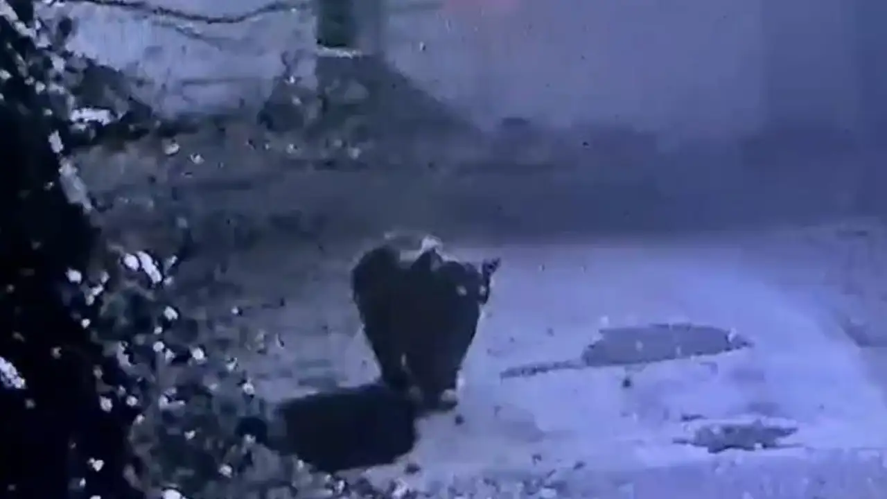 Rize’de aranan ayı ortaya çıktı: Güvenlik kamerasına takıldı