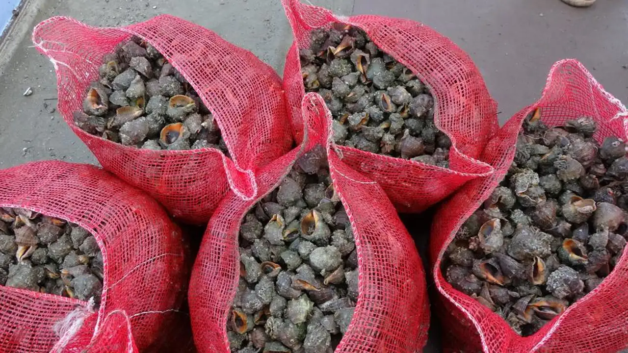 Karadeniz sularında çitte tehdit: İki deniz canlısı hamsiyi yok ediyor