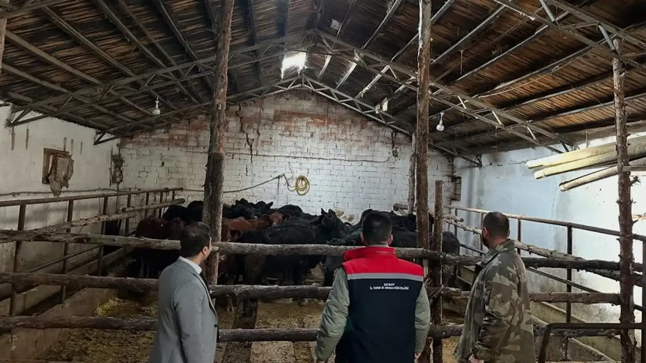 Bayburt’ta kırsal kalkınmada yeni adım: Angus düveler teslim edildi