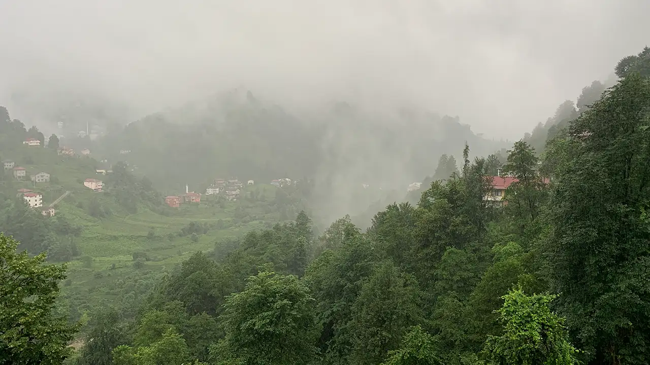 İklim krizi Doğu Karadeniz'i vurdu: Ağaç türlerinde ciddi azalma var