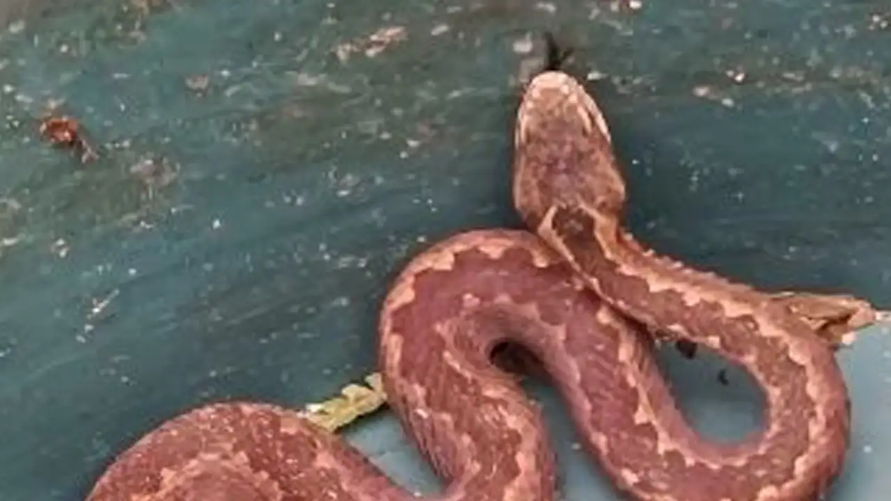 Doğu Karadeniz’de  yılan alarmı: Kış uykusunda olması gereken  yılan görüldü