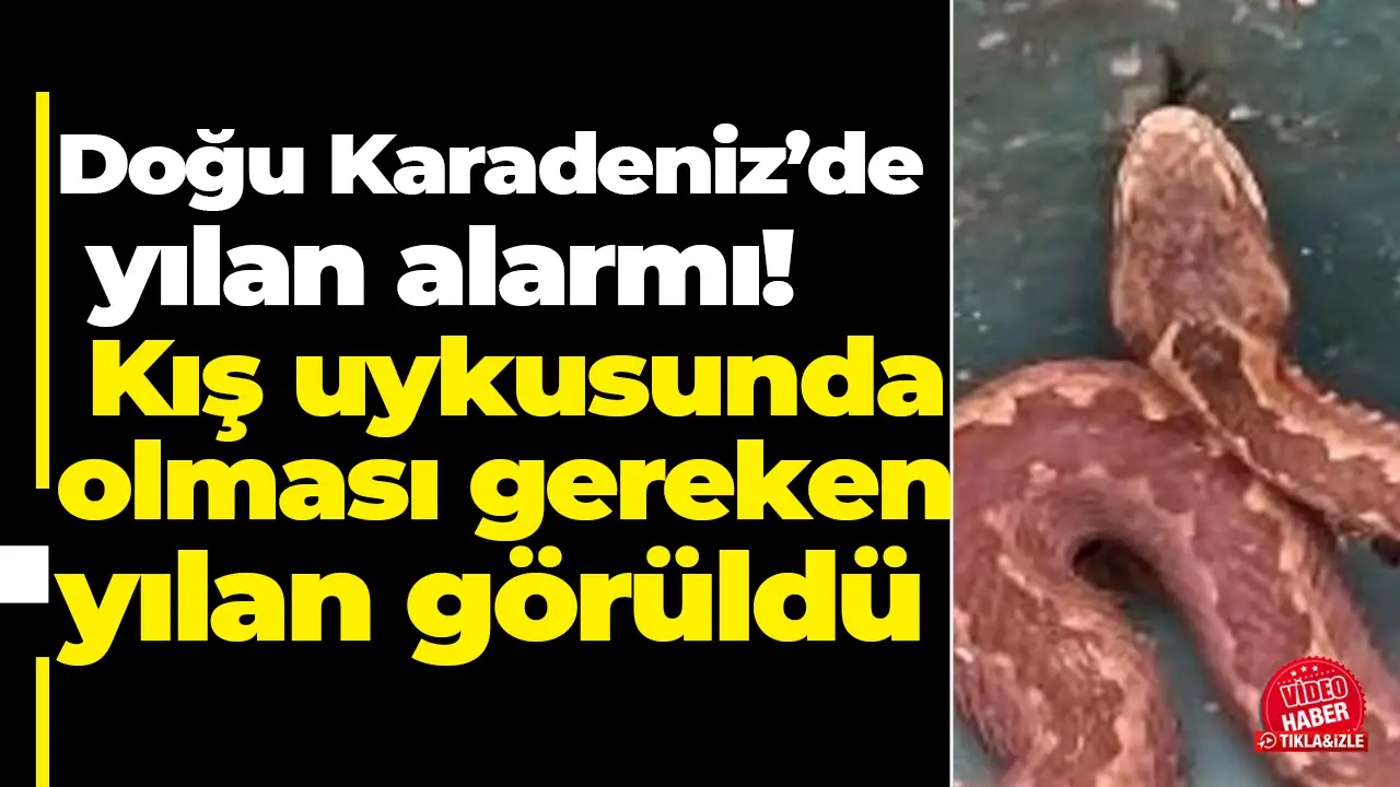 Doğu Karadeniz’de  yılan alarmı: Kış uykusunda olması gereken  yılan görüldü