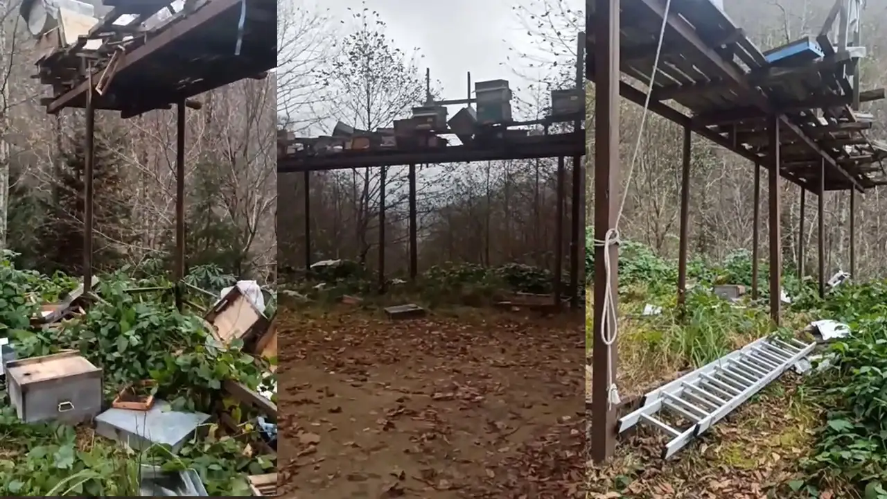 Rize ayıları kış uykusuna yatmadı: Arıcıların önlemleri yetersiz kaldı