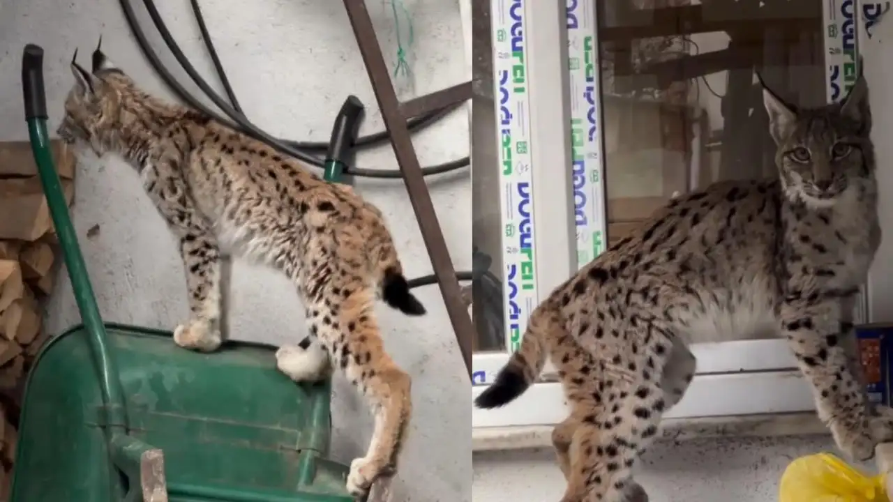 Gümüşhane'de dağdan inerek ev önüne gelen vaşak kamerada