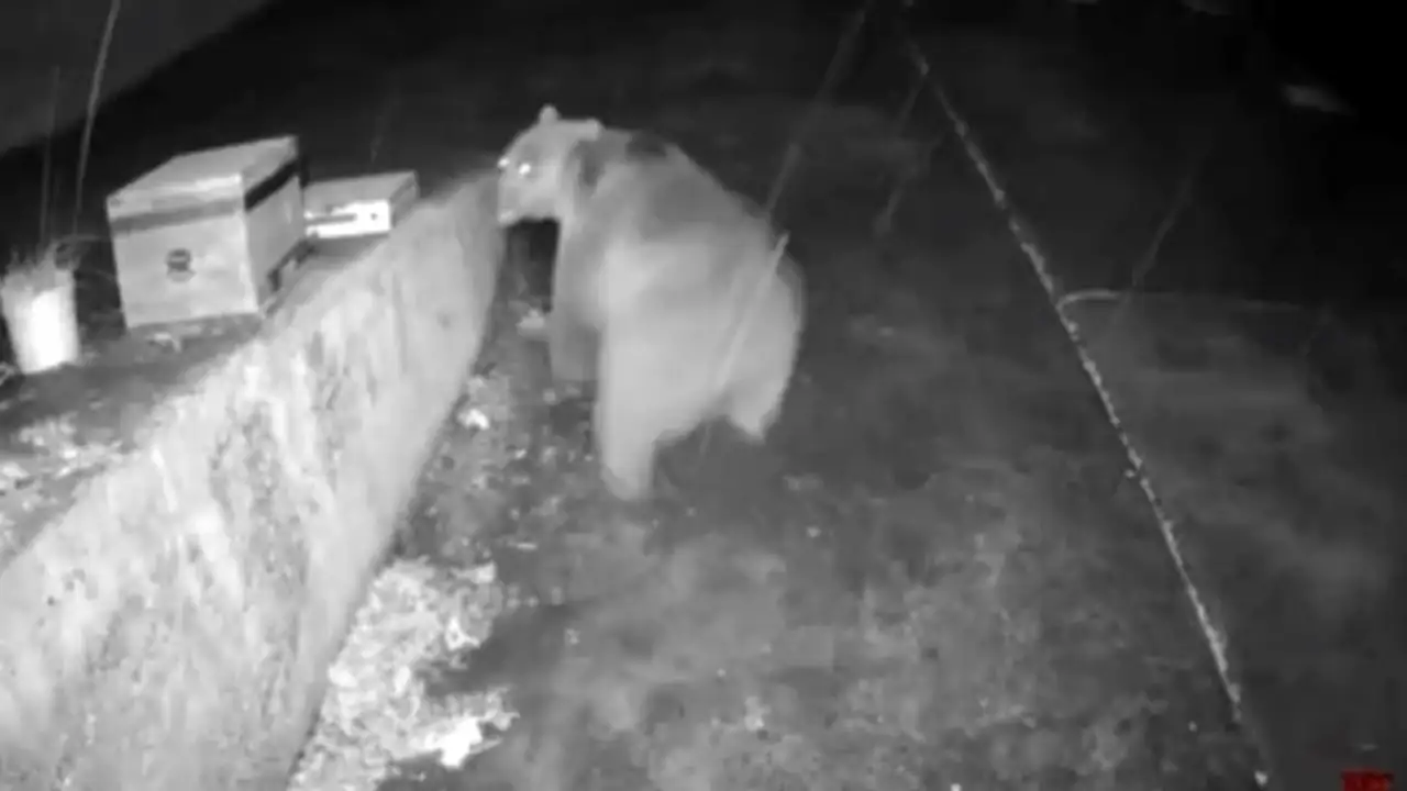 Trabzon'da “Gözetim altındasınız” anonsu ayıyı kaçırdı! O anlar kamerada