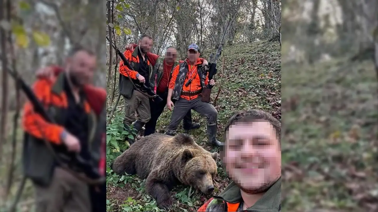 Doğu Karadeniz'de ayılar için sürek avı başlatıldı: Trabzon'da ilk ayı vuruldu