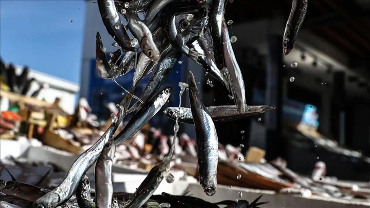 Hamsi ihracatında yüzler gülüyor: Gelir 14,4 milyon doları aştı