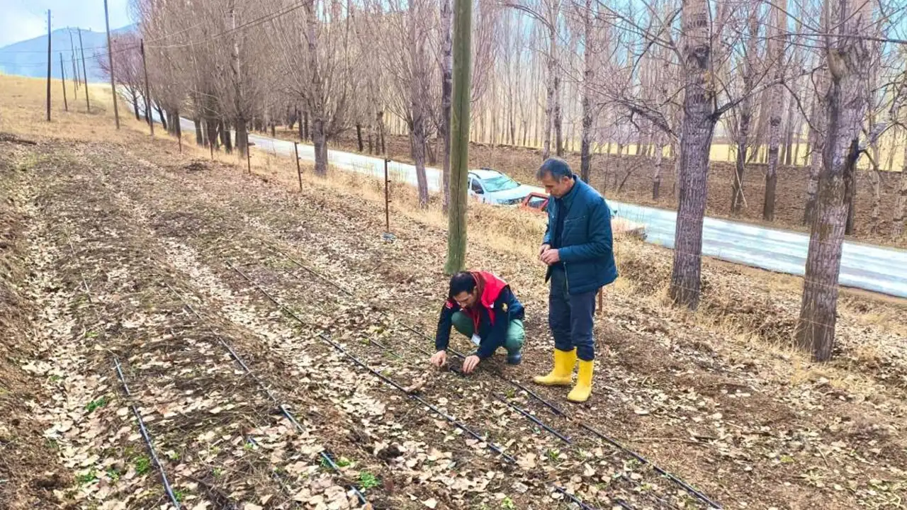 Bayburt’ta salep üretimi umut verdi: Deneme ekimleri başarıyla çıktı