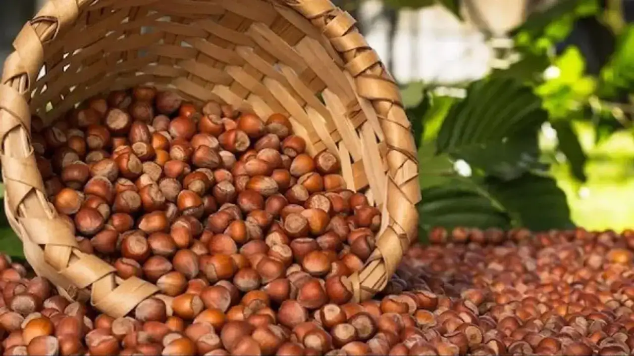 Arsin’in simgesi için tasarım çağrısı: 100 bin TL ödüllü yarışma