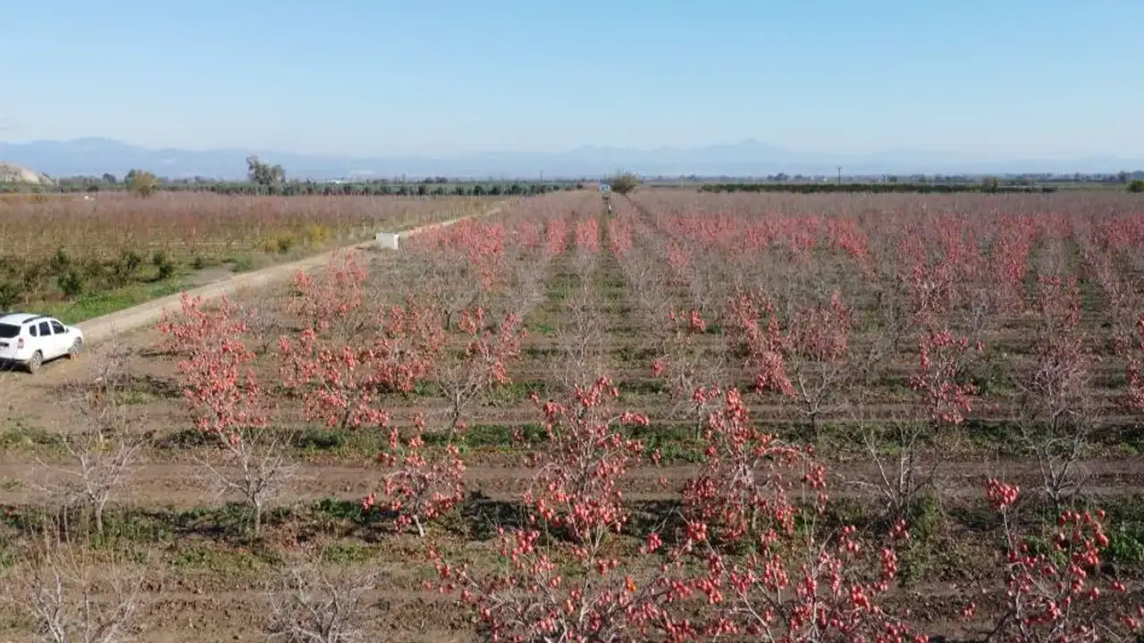 Trabzon Hurması Kozan’dan dünyaya açıldı: İlk ihracat Almanya’ya