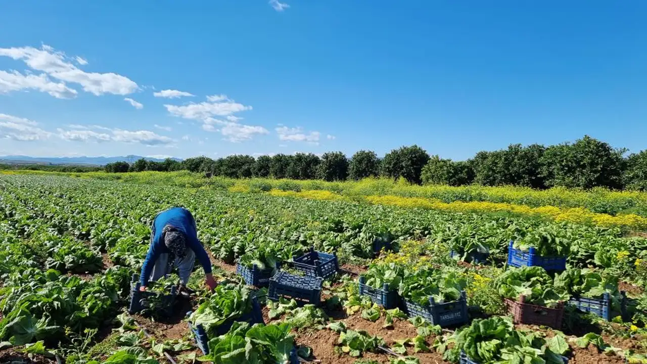 Tarım-ÜFE kasımda yıllık %31,45 arttı, aylık düşüş yaşandı