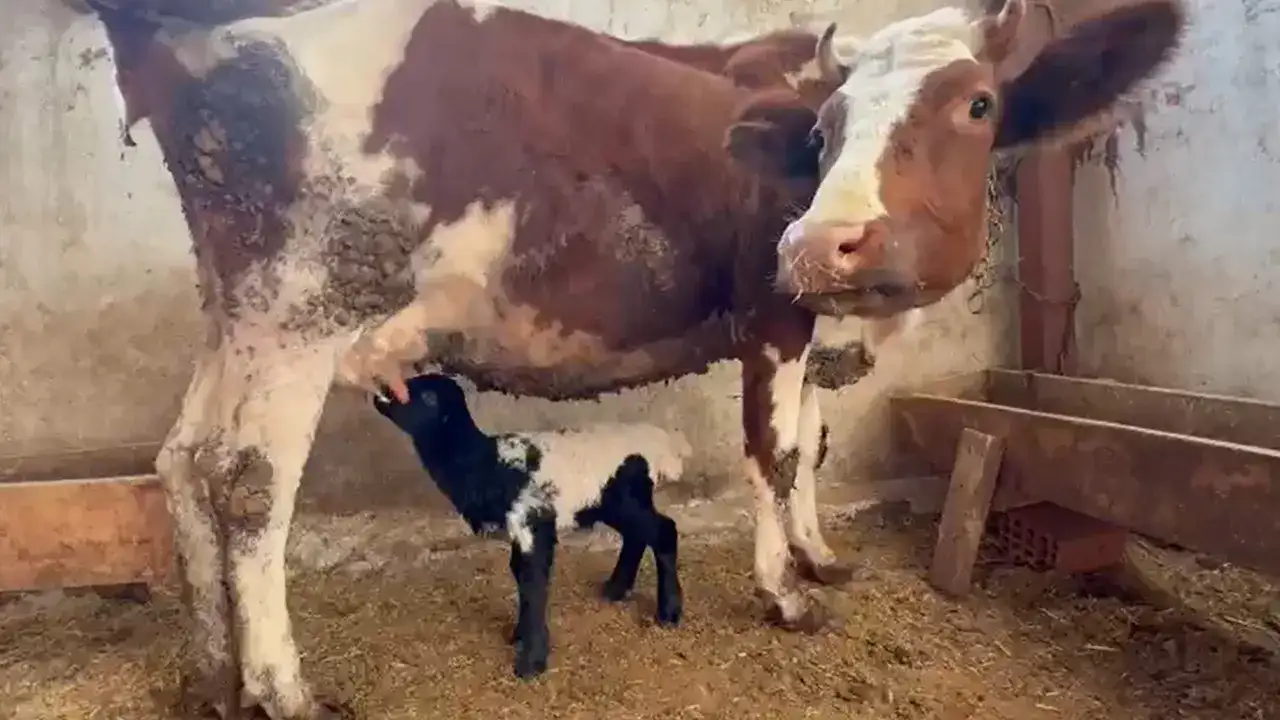 Ahırda yürekleri ısıtan olay: Kuzuya inek annelik ediyor