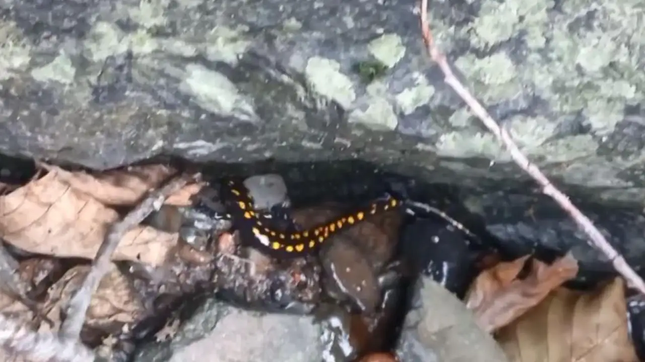 Dünyada ender görülüyor: Kafkas semenderi Artvin’de görüntülendi