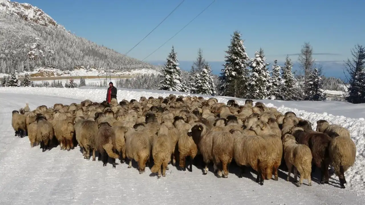 Ordu'da kar bastırdı, koyunlar dönüş yoluna geçti