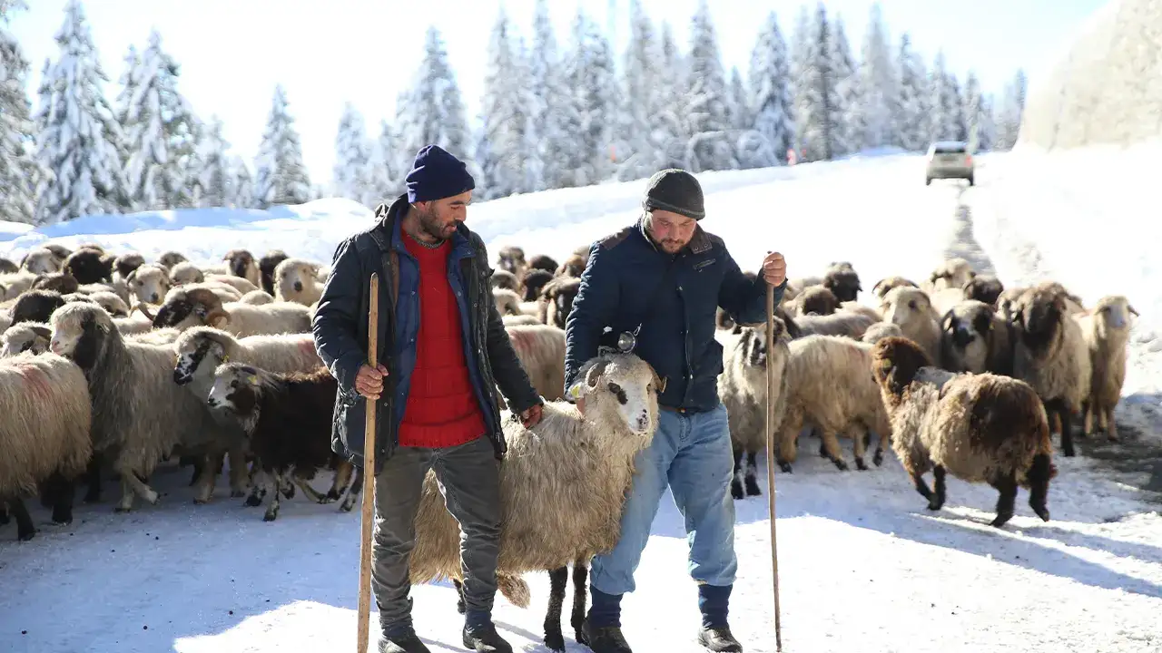 Ordu Çambaşı Yaylası karla beyaza büründü, kartpostallık manzaralar oluştu