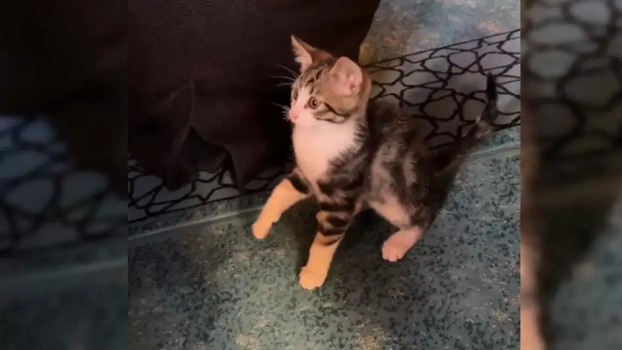 Camide yürekleri ısıtan olay: Cemaatle oyun oynadı