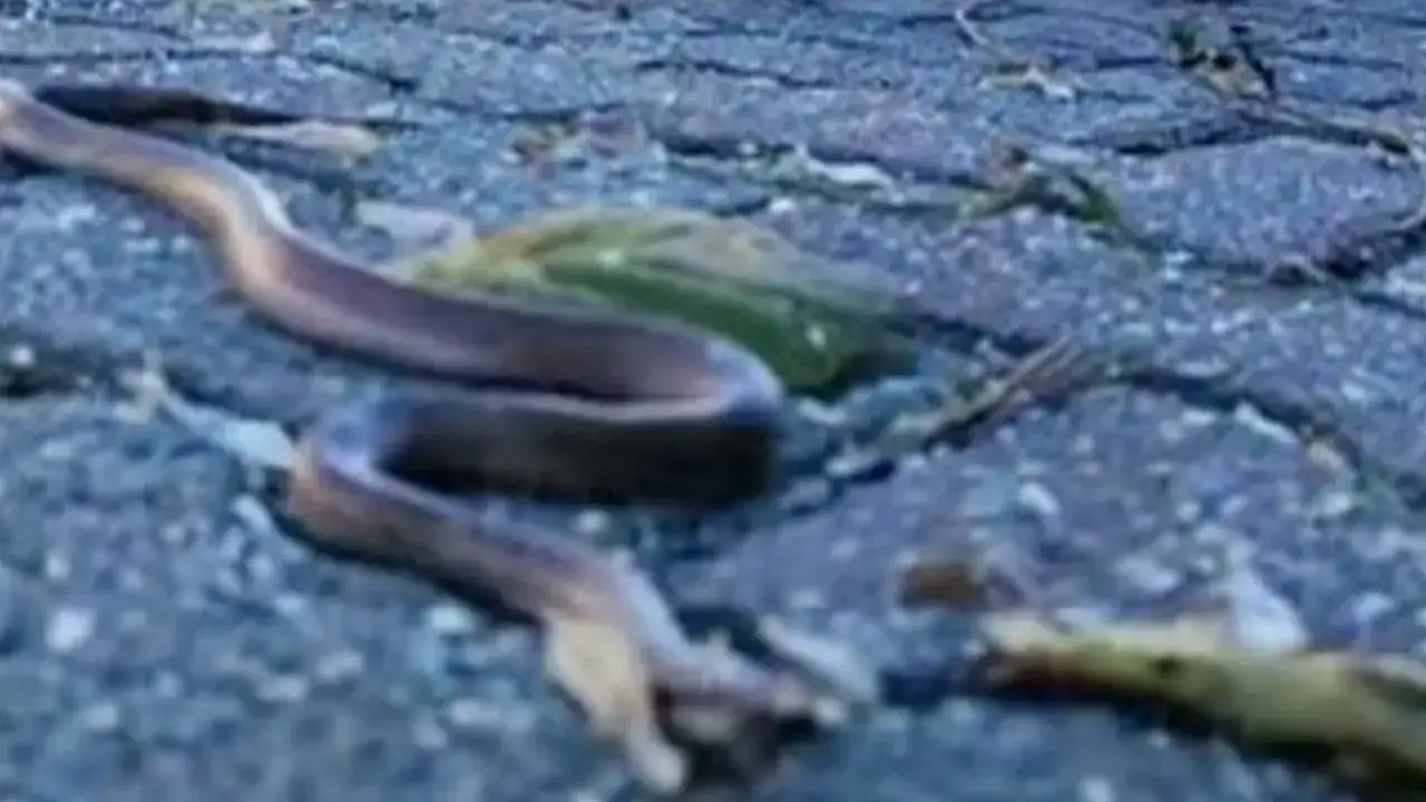 Kış uykusu bozuldu: Trabzon’da dikkat çeken manzara