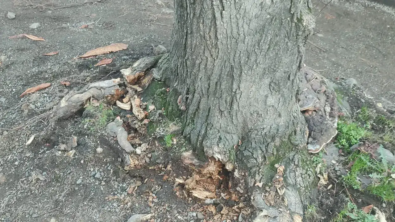 Trabzon'da ağaçlar mı kesiliyor? Büyükşehir'den iddialara yanıt