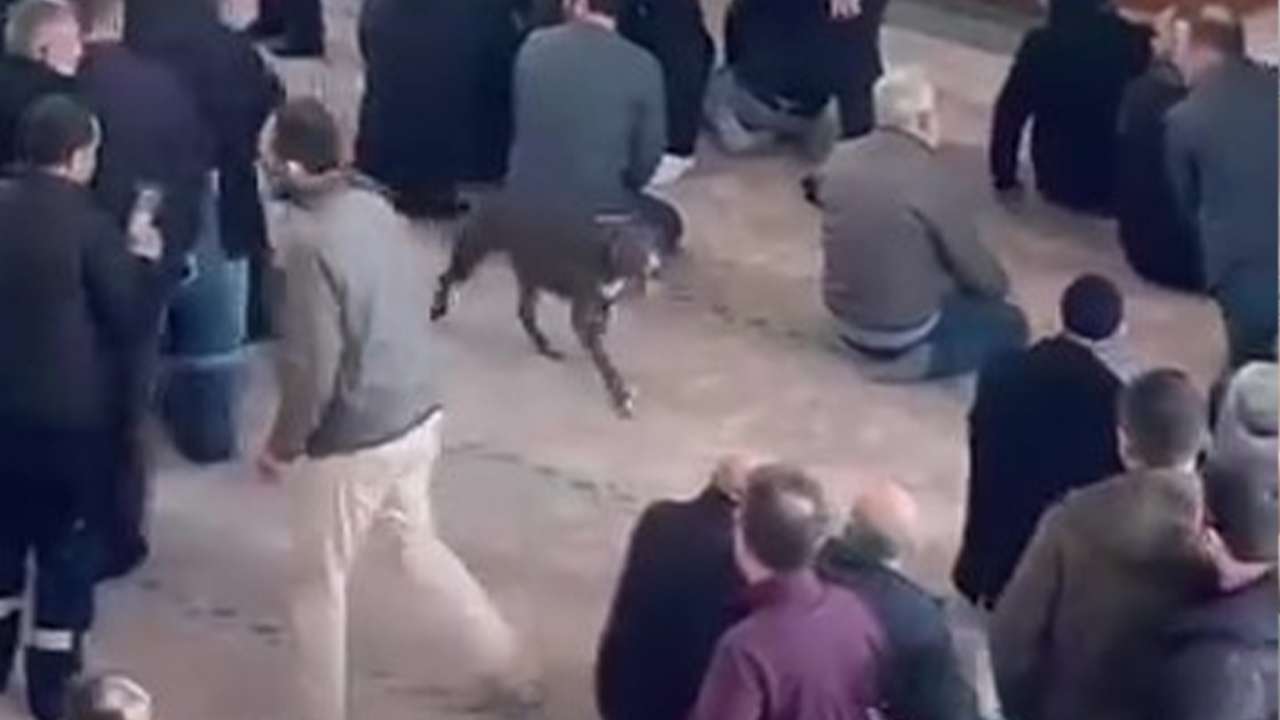 Cuma vaazı sırasında camiye Pitbull girdi: Sahibine ceza