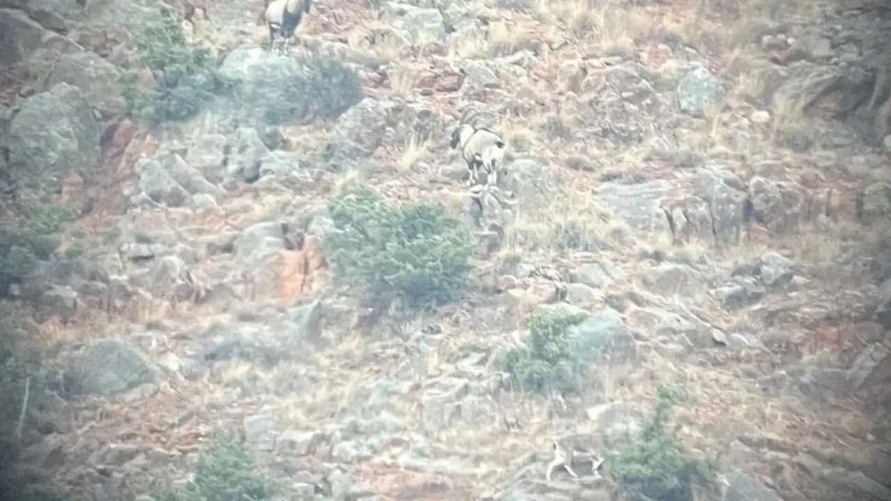 Artvin’de yaban hayatının korunmasına yönelik envanter çalışması yapıldı