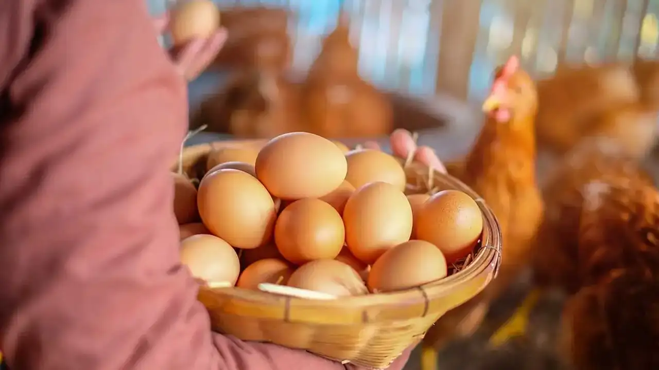 Rüyada yumurta görmek ne anlama gelir? Rüyada yumurtanın kırıldığını görmek, rüyada tavuk yumurtası görmek?