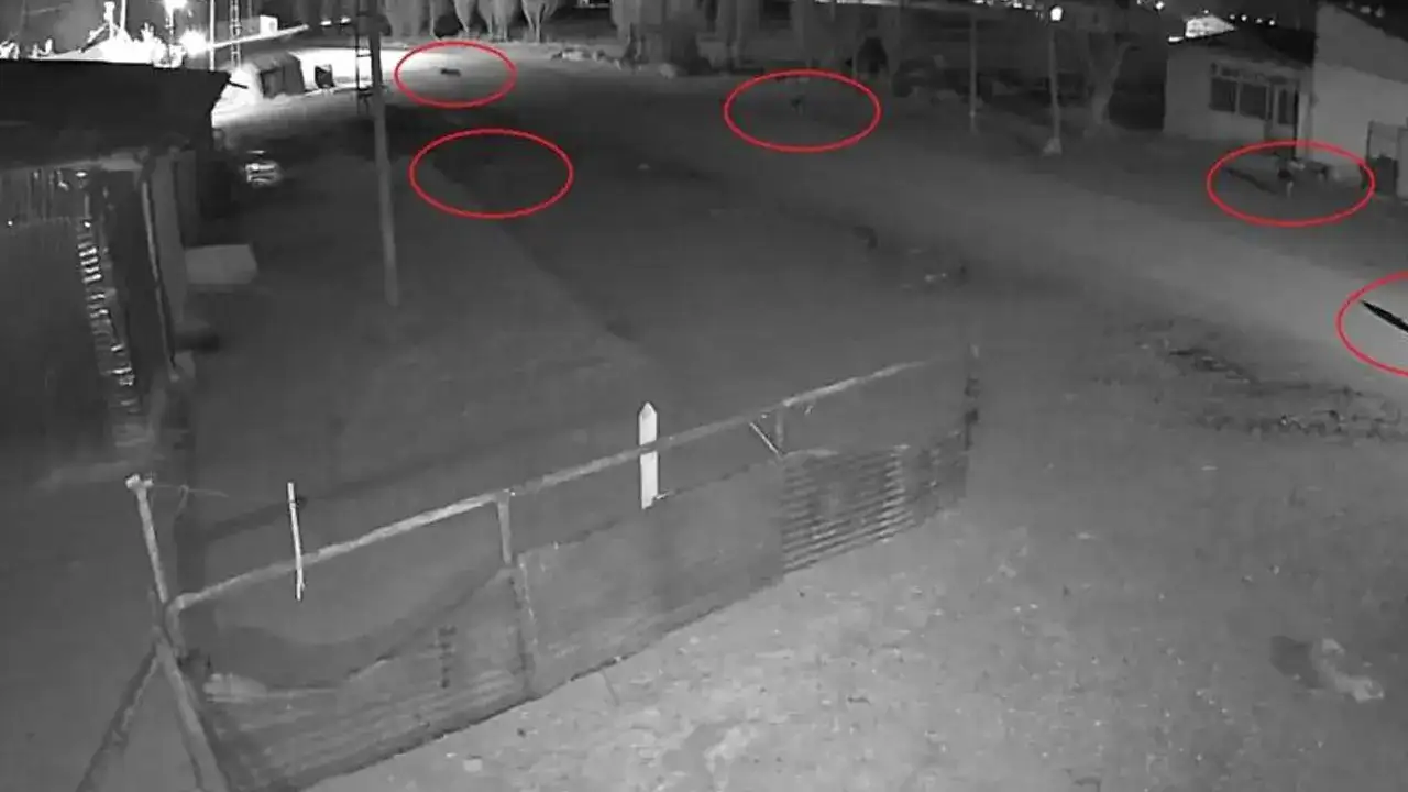 Bayburt’ta kurtların köpeği tuzağa çektiği anlar kamerada