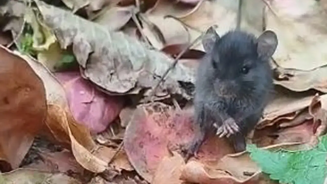 Artvin’de tarla faresiyle kurulan diyalog dikkatleri çekti