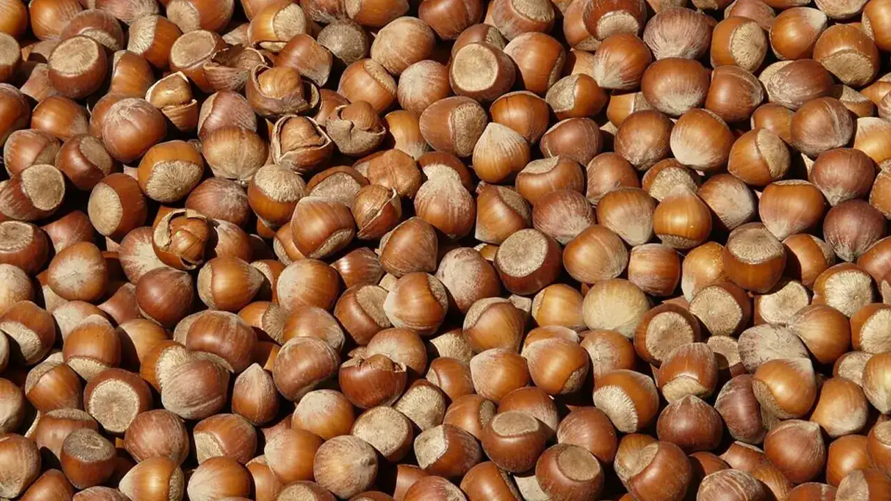 Fındık üreticileri dikkat: Fiyatlar yükselişe geçti