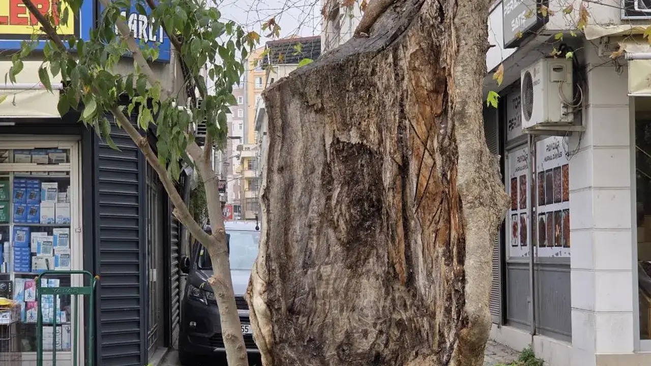 İçi boşalsa da ayakta: Asırlık çınar doğaya tutunuyor