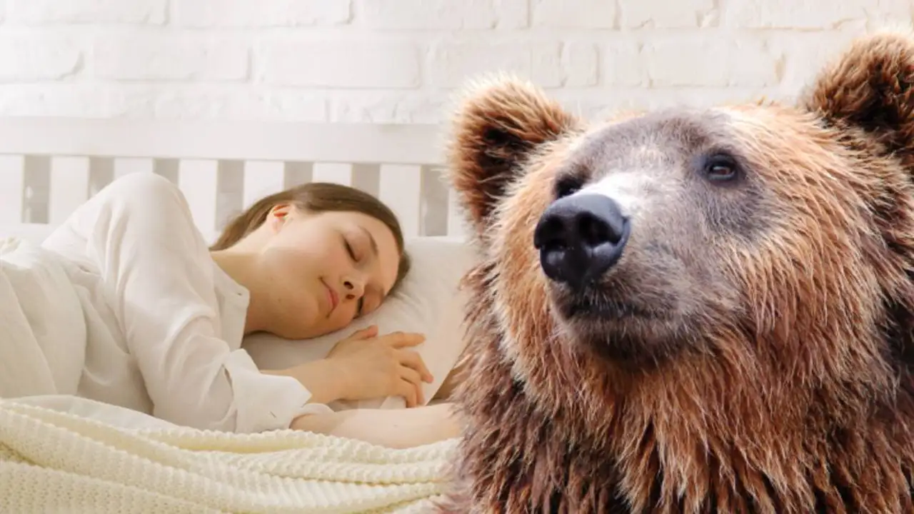 Rüyada ayı görmek ne anlama gelir? Rüyada siyah ayı görmek? Rüyada ayı kovalamak anlamları?