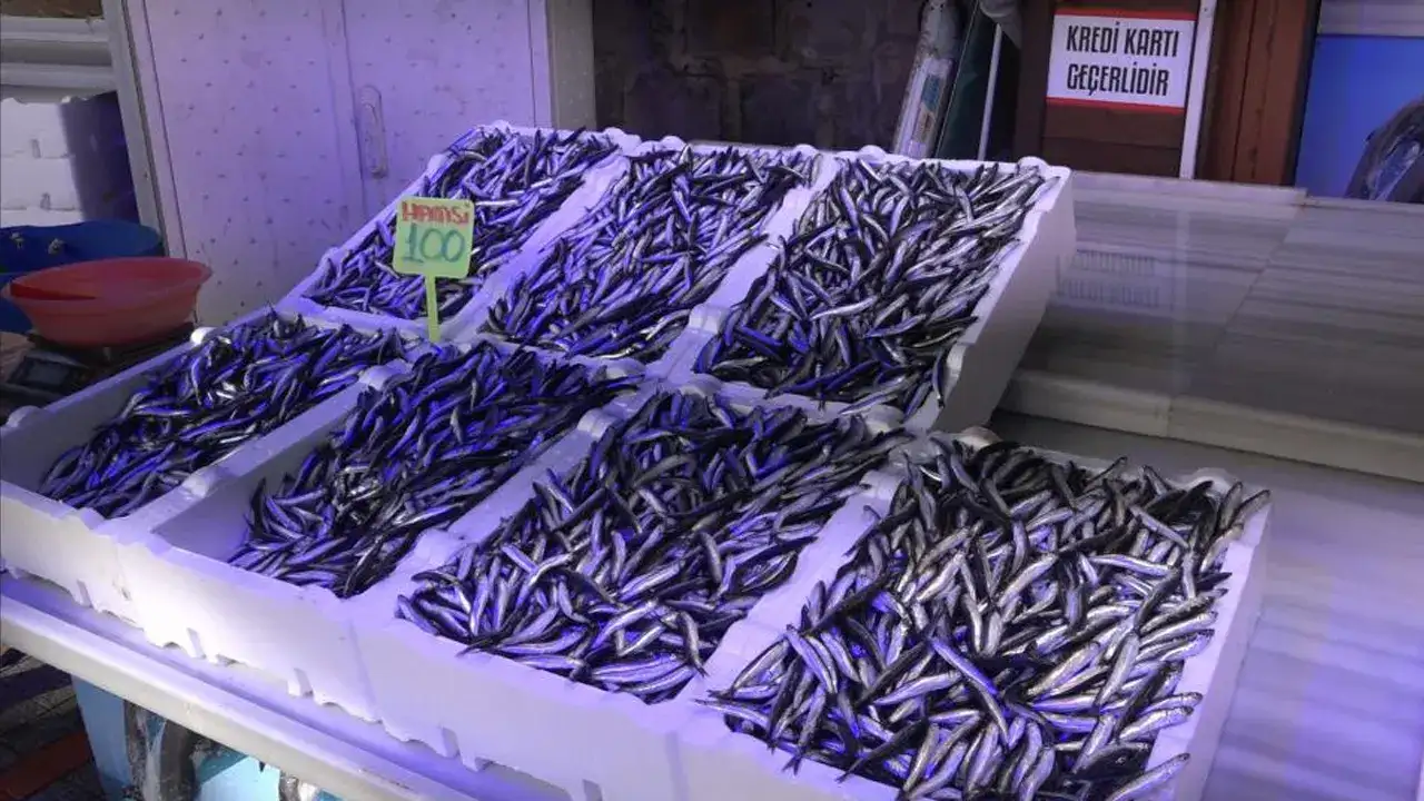 Karadeniz’in incisi yok olma tehlikesinde: “Hasret kalacağız”