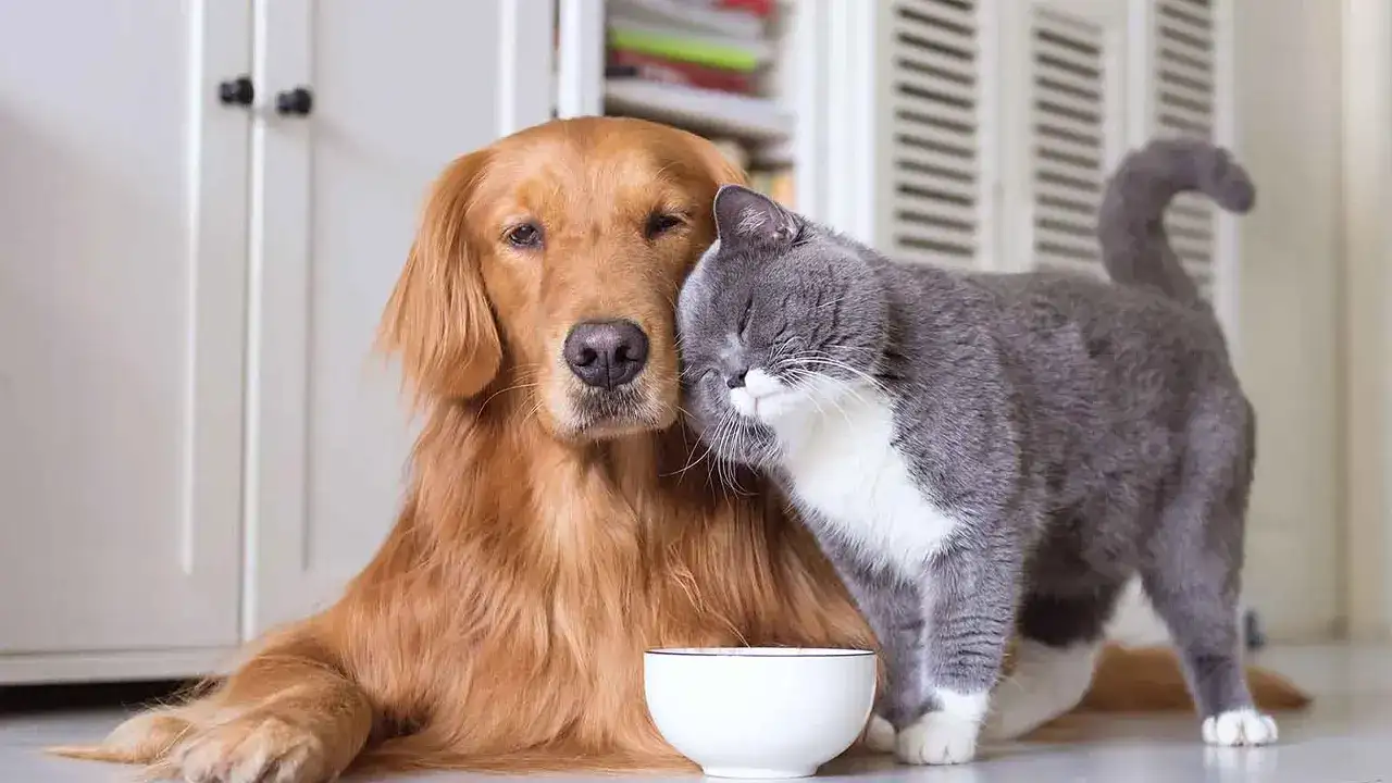 Trabzon’dan evcil hayvan sahiplerine uyarı geldi: Son tarih